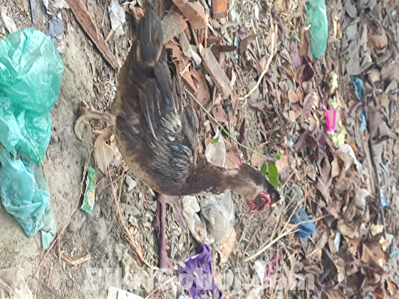 চিনা হাঁস